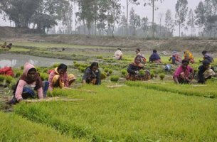 বোরো ধানের ঠাণ্ডাজনিত সমস্যা ও এর থেকে পরিত্রাণের উপায়