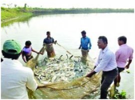 হবিগঞ্জের আজমেরী গঞ্জের সফল চাষী খালেদ চৌধুরীর সফলতার গল্প