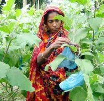 যশোরে বিষমুক্ত সবজি চাষে আগ্রহী এলাকার নারী সমাজ