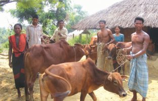 জেনে নিন গবাদীপ্রাণির না খাওয়া রোগ ও তার সমাধান