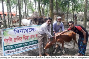 গোপালপুরে গবাদি প্রাণিকে বিনামূল্যে দিনব্যাপী টিকাদান কর্মসূচী পালিত