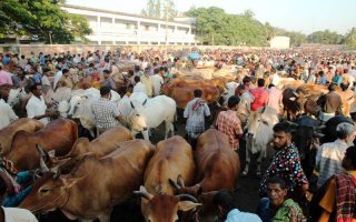 সহজে কুরবানীর পশু ক্রয় ও আমাদের করণীয়