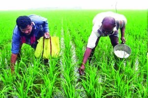 অধিক ফলনের জন্য আউশ ধানের সার ব্যবস্থাপনায় করনীয়