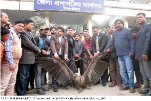 টাঙ্গাইলে গ্রিফন শকুন আটক করা হয়। অবশেষে পার্কে স্থানান্তর