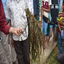 সম্প্রতি হাওর বিপযর্য়ের কারন ধানগাছ বলে জানিয়েছেন বাকৃবির মৎস্য বিশেষজ্ঞ দল