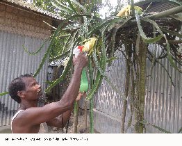 বিদেশী ফল ড্রাগন গাছে ফুলের হাসি, স্বপ্ন বুনছেন নকলার চাষি