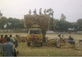 নকলা নালিতাবাড়িতে গো-খাদ্যের আকাল পড়েছে ঃ খামারীরা দিশেহারা