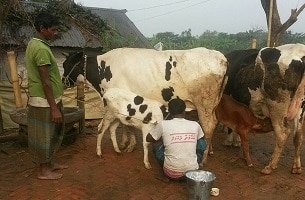 দুগ্ধ খামার ব্যবস্থাপনা করে লাভজনক উপায়ে গবাদি পশু পালনের কৌশল