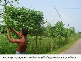 রাস্তার পাশে সবজি চাষে ভাগ্য বদল হয়েছে শেরপুরের অনেক চাষীর