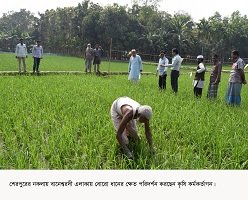 নকলায় চলতি বোরো আবাদে লক্ষ্যমাত্রার চেয়ে অর্জন বেশি