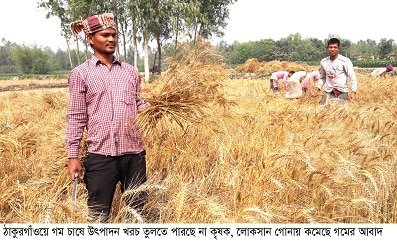 লোকসানের বৃত্তে গম চাষিরাঃ কমে গেছে গমের আবাদ