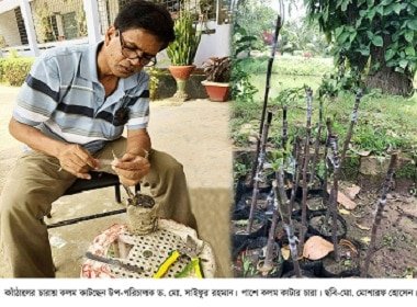 কাঁঠালের চারায় কলম কেটে সর্বোচ্চ সফলতা পেয়েছেন বিজ্ঞানীরা