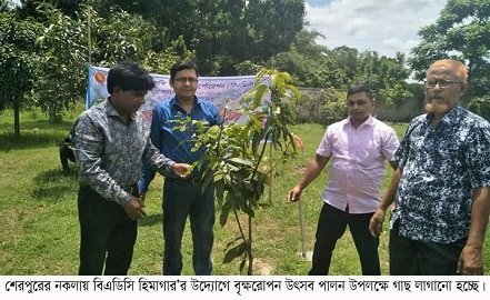 শেরপুর জেলার নকলা উপজেলায় বিএডিসি’র বৃক্ষরোপন উৎসব