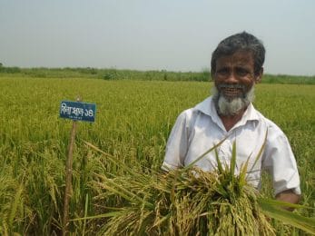 সিলেট কৃষি বিশ্ববিদ্যালয়ে গবেষণা সাফল্য : হাওরে ৩ মাসেই বোরো ধান