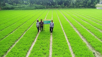 সিরাজগঞ্জ সদরে আপদকালীন কমিউনিটি বীজতলা স্থাপন