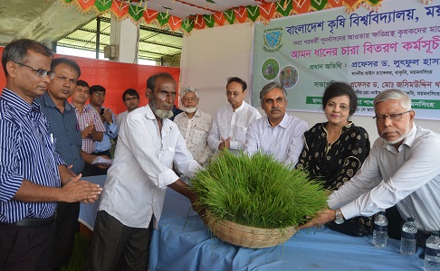 বন্যায় ক্ষতিগ্রস্তদের মাঝে আমন ধানের চারা বিতরণ করেছে বাংলাদেশ কৃষি বিশ্ববিদ্যালয়