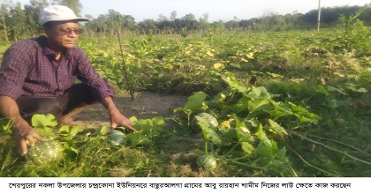 মিষ্টি লাউ চাষে সফলতা এসেছে আবু রায়হানের