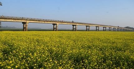 সরিষার ফলনে কৃষকের মুখে রঙিন হাসি