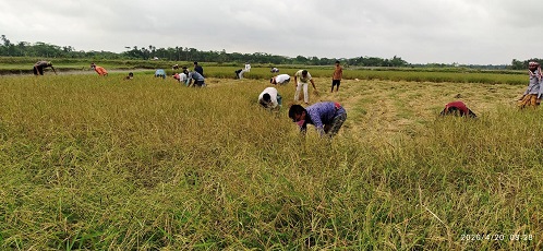 কৃষকের ধান কেটে দিচ্ছেন ছাত্রলীগ ও যুবলীগ নেতা-কর্মীরা