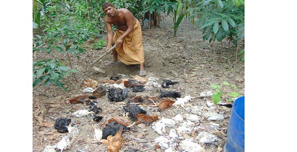 মুরগীর ফার্মে মড়ক