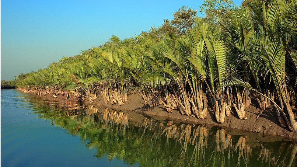 সুন্দরবনে ২টি বানর