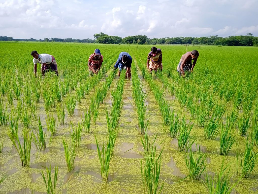 বরিশালের আউশ আবাদ