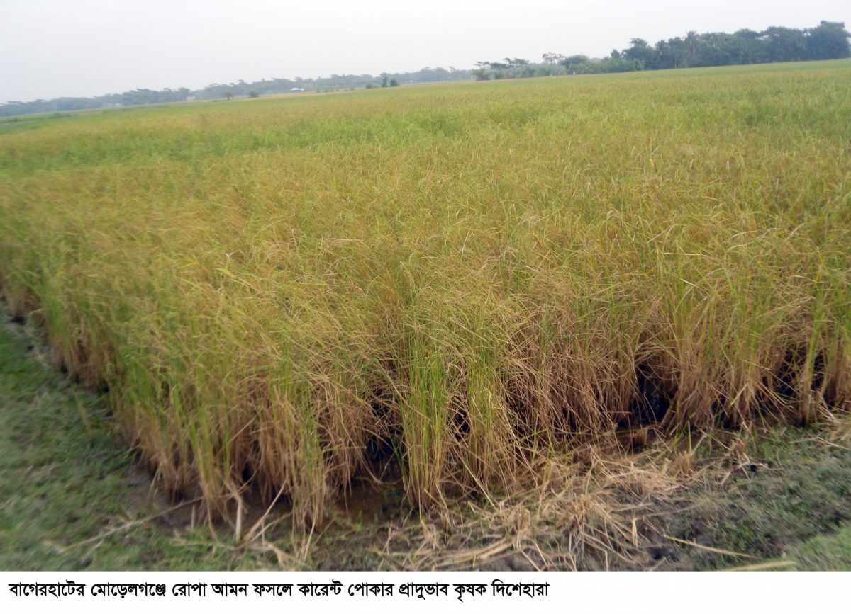 বাগেরহাটে আমন ফসলে কারেন্ট পোকার আক্রমনে ফসলহানীর আশংকায় আতঙ্কে ৬৫ হাজার কৃষক